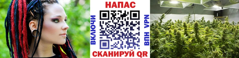Конопля OG Kush  где найти наркотики  Павловск 